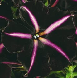 12 Annuals For Hanging Baskets | The Dark Side Of The Moon Collection | Calibrachoa, Petunia & Dahlia 14 12 Annuals For Hanging Baskets | The Dark Side Of The Moon Collection | Calibrachoa, Petunia & Dahlia -Soft Fruit Paradise AB0137 4 cc5c2062 f44f 4f8e 985c 94b970dbd480