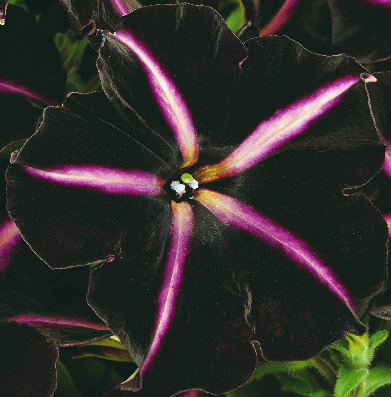 12 Annuals For Hanging Baskets | The Dark Side Of The Moon Collection | Calibrachoa, Petunia & Dahlia 8 12 Annuals For Hanging Baskets | The Dark Side Of The Moon Collection | Calibrachoa, Petunia & Dahlia - Image 6