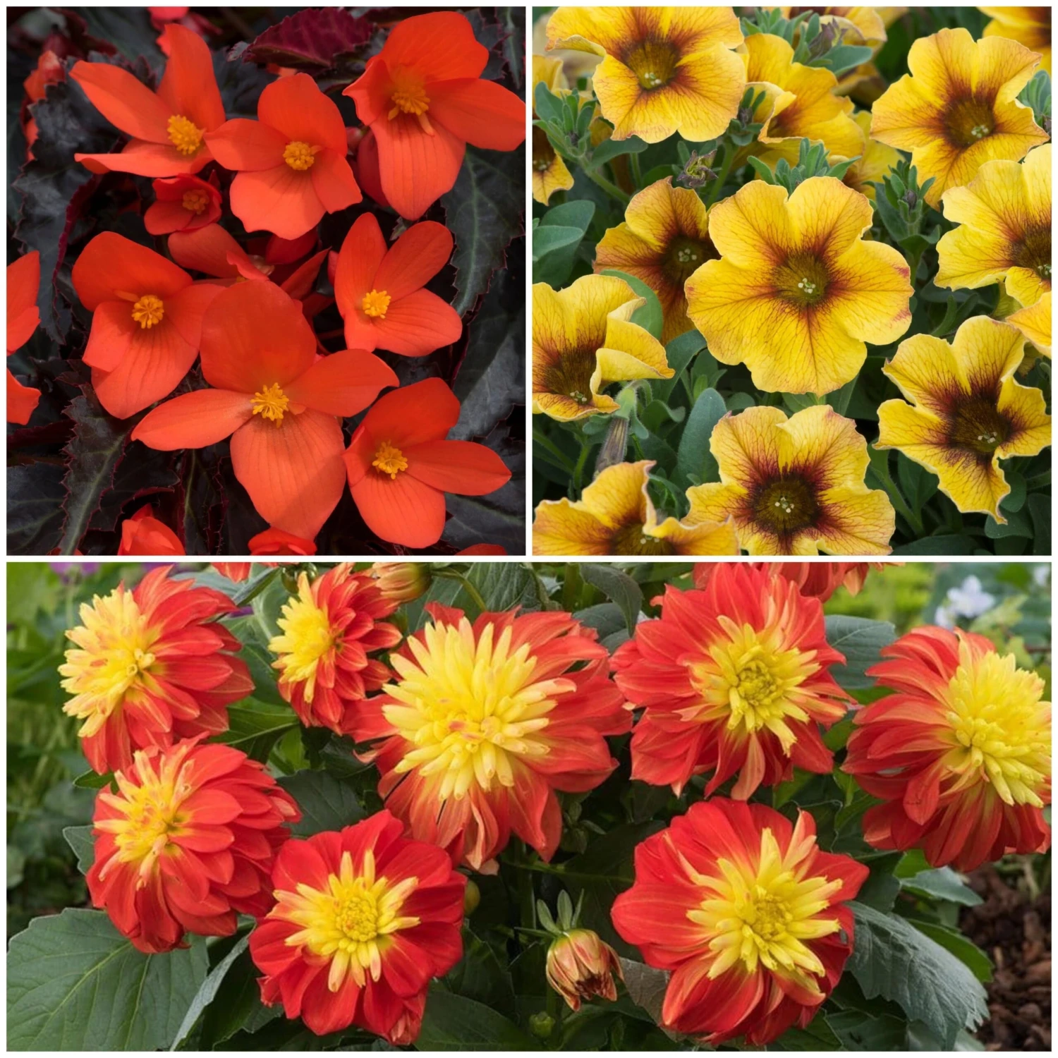 12 Annuals For Pots | The Waterloo Sunset Collection | Petunia, Dahlia & Begonia 3 12 Annuals For Pots | The Waterloo Sunset Collection | Petunia, Dahlia & Begonia