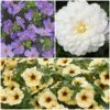 12 Annuals For Pots | The Summer Serenity Collection | Petunia, Bacopa & Dahlia 2 12 Annuals For Pots | The Summer Serenity Collection | Petunia, Bacopa & Dahlia -Soft Fruit Paradise ABCOL16 1