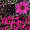 12 Annuals For Hanging Baskets | The Dark Side Of The Moon Collection | Calibrachoa, Petunia & Dahlia 1 12 Annuals For Hanging Baskets | The Dark Side Of The Moon Collection | Calibrachoa, Petunia & Dahlia -Soft Fruit Paradise ABCOL17 1