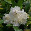 'Rosa Banksiae 'Alba Plena' | Rambling Rose 1 'Rosa Banksiae 'Alba Plena' | Rambling Rose -Soft Fruit Paradise Alba 1