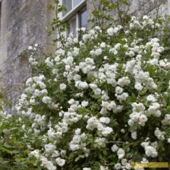 'Rosa Banksiae 'Alba Plena' | Rambling Rose 10 'Rosa Banksiae 'Alba Plena' | Rambling Rose -Soft Fruit Paradise Alba 3 fb9bc423 e321 4954 addf ed0556215de3
