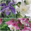 Aquilegia Spring Magic Collection 2 Aquilegia Spring Magic Collection -Soft Fruit Paradise Aquilegia collage