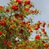 Cut-Leaf Mountain Ash Tree | Sorbus Asplenifolia 2 Cut-Leaf Mountain Ash Tree | Sorbus Asplenifolia -Soft Fruit Paradise Asplenifolia 1
