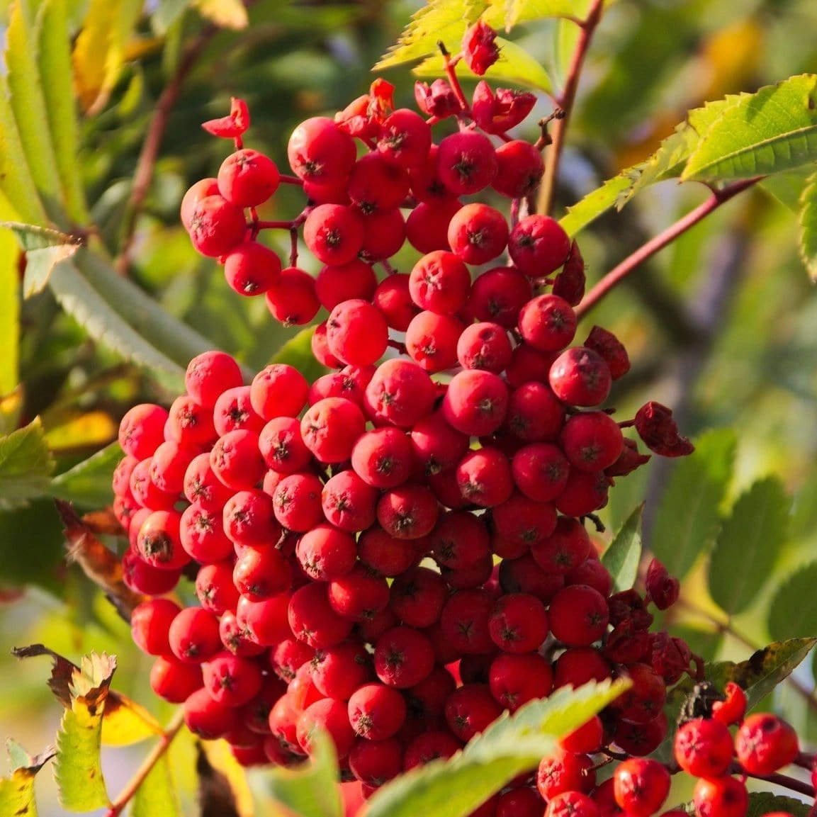 Cut-Leaf Mountain Ash Tree | Sorbus Asplenifolia 4 Cut-Leaf Mountain Ash Tree | Sorbus Asplenifolia - Image 2