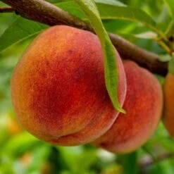 Avalon Pride Peach Tree 14 Avalon Pride Peach Tree -Soft Fruit Paradise AvalonPride006