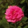 'Palace Truly Loved' Floribunda Rose 2 'Palace Truly Loved' Floribunda Rose -Soft Fruit Paradise Avila Palace Poulpal044 N