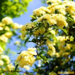 'Rosa Banksiae 'Lutea' | Rambling Rose