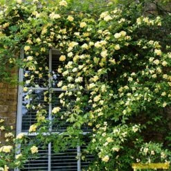 'Rosa Banksiae 'Lutea' | Rambling Rose 11 'Rosa Banksiae 'Lutea' | Rambling Rose -Soft Fruit Paradise Bank 3
