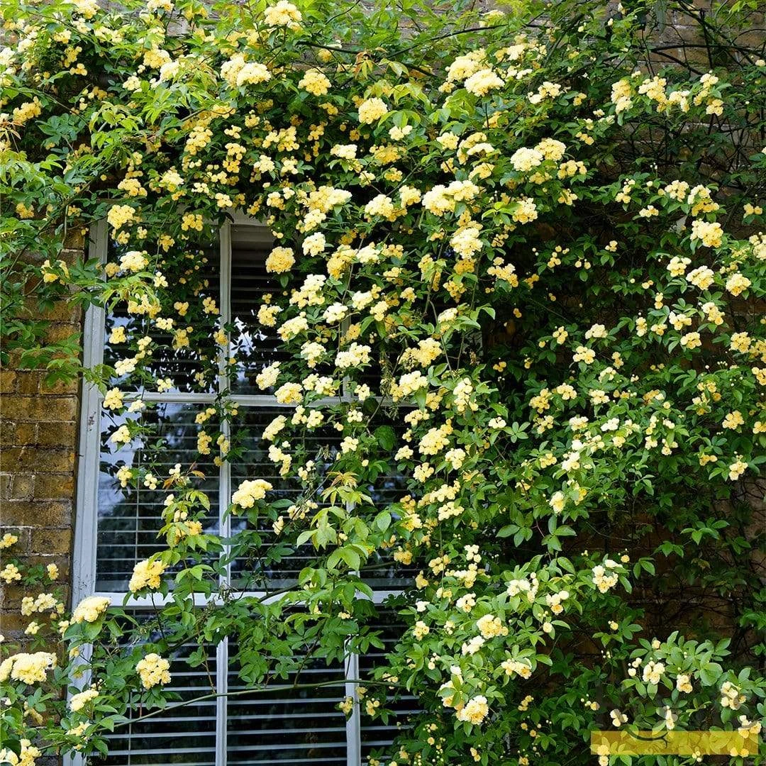 'Rosa Banksiae 'Lutea' | Rambling Rose 6 'Rosa Banksiae 'Lutea' | Rambling Rose - Image 4