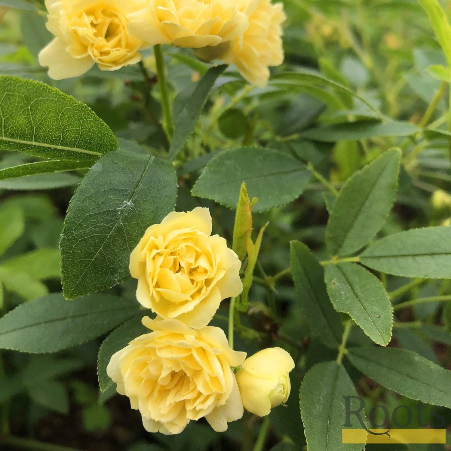 'Rosa Banksiae 'Lutea' | Rambling Rose 7 'Rosa Banksiae 'Lutea' | Rambling Rose - Image 5