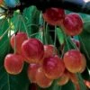 'Bigarreau Napoleon' Cherry Tree -Soft Fruit Paradise BigarreauNapoleon 1