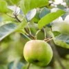 Bramley's Seedling Apple Tree 2 Bramley's Seedling Apple Tree -Soft Fruit Paradise Bramley