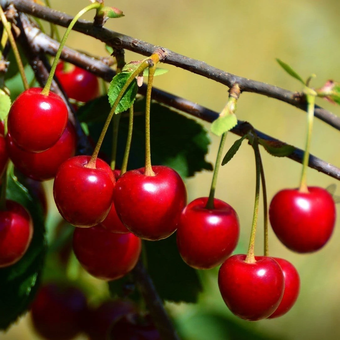 'Burlat' Cherry Tree 3 'Burlat' Cherry Tree