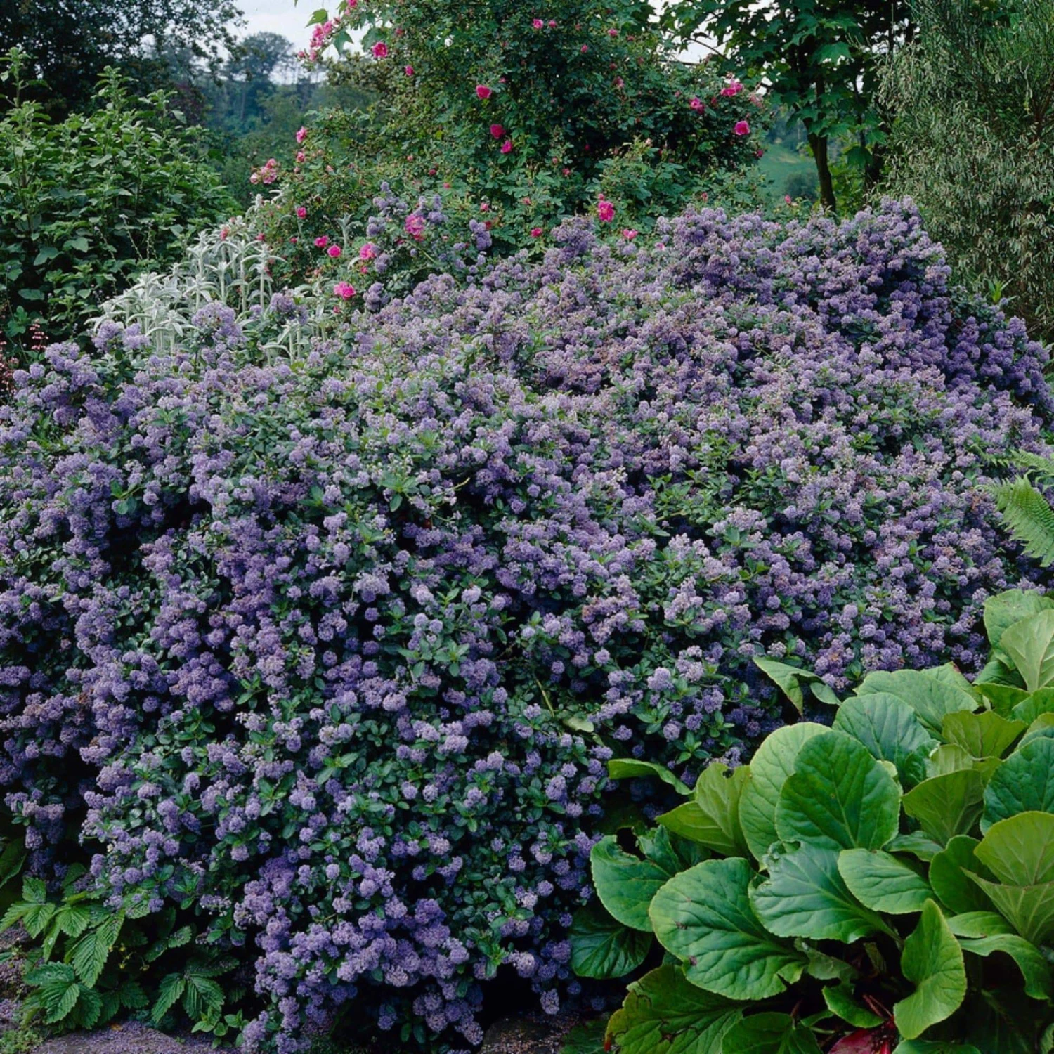 Ceanothus 'Puget Blue 2 Ceanothus 'Puget Blue