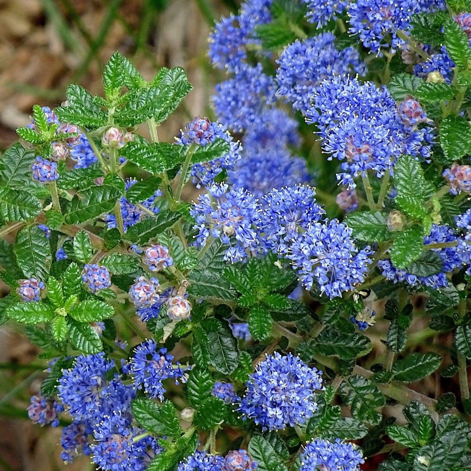 Ceanothus 'Puget Blue 3 Ceanothus 'Puget Blue - Image 2