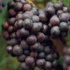 'Cabernet Sauvignon' Grape Vine 1 'Cabernet Sauvignon' Grape Vine -Soft Fruit Paradise CabSauv 1