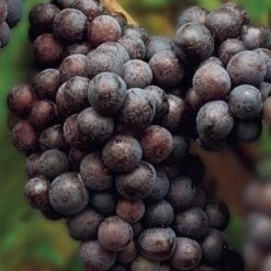 'Cabernet Sauvignon' Grape Vine