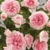 'Parade Cajsa' Patio Shrub Rose 2 'Parade Cajsa' Patio Shrub Rose -Soft Fruit Paradise Cajsa Parade Poulpar094 N