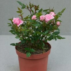 'Parade Cajsa' Patio Shrub Rose -Soft Fruit Paradise Cajsa Parade Poulpar094 N 2