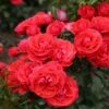 'Cherry Girl' Floribunda Rose -Soft Fruit Paradise Cherry Girl 8 9780628f d4a2 46a7 b70d 49c9c6af1f1b