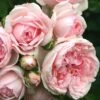 'Cinderella' Shrub Rose -Soft Fruit Paradise Cinderella01 25d75693 c5ca 4d53 a582 b8843f6eef5c