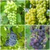 Grape Vines For Cold Areas Collection 1 Grape Vines For Cold Areas Collection -Soft Fruit Paradise ColdAreasGrapes aa917d45 4a98 44b9 a6d8 b6b9da5884a3