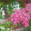 Crimson Cloud' Hawthorn Tree | Crataegus Laevigata 1 Crimson Cloud' Hawthorn Tree | Crataegus Laevigata -Soft Fruit Paradise CrimsonCloud 1