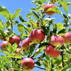 Dabinett Cider Apple Tree -Soft Fruit Paradise Dabinett 3