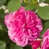 'Patio Hit Dafne' Patio Shrub Rose 1 'Patio Hit Dafne' Patio Shrub Rose -Soft Fruit Paradise Dafne Hit PatioHit Poulpah103 N