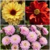 Dahlia Temptation Collection 1 Dahlia Temptation Collection -Soft Fruit Paradise Dahlia collage