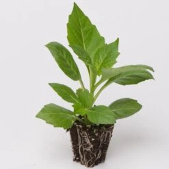 Dahlia Dalina Maxi 'Salinas' Jumbo Plug Plants -Soft Fruit Paradise Dahlia example a032a9cc cdb2 41ca 9f2a ecd5b64e8108