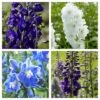 Delphinium Camelot Collection 2 Delphinium Camelot Collection -Soft Fruit Paradise Delphinium Collage