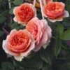 'Duchess Of Cornwall' Hybrid Tea Rose 1 'Duchess Of Cornwall' Hybrid Tea Rose -Soft Fruit Paradise Duchess of Cornwall 1