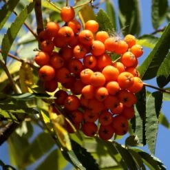Scarlet Japanese Rowan Tree | Sorbus Commixta 'Embley' 15 Scarlet Japanese Rowan Tree | Sorbus Commixta 'Embley' -Soft Fruit Paradise Embley 1