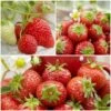 All Season Strawberry Plants Collection 2 All Season Strawberry Plants Collection -Soft Fruit Paradise FRCOL1 1