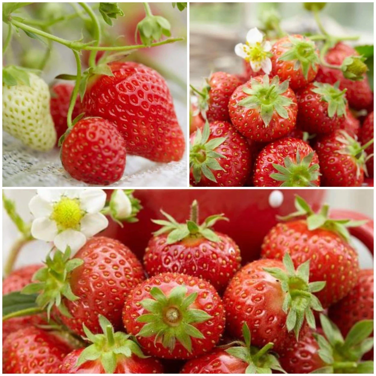 All Season Strawberry Plants Collection 3 All Season Strawberry Plants Collection