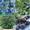 All Season Blueberry Plants Collection 1 All Season Blueberry Plants Collection -Soft Fruit Paradise FRCOL3 1