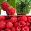 All Season Raspberry Plants Collection 1 All Season Raspberry Plants Collection -Soft Fruit Paradise FRCOL4 1