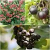 Unusual Berry Collection 1 Unusual Berry Collection -Soft Fruit Paradise FRCOL5 1 900x 283a8f19 0739 4854 8af4 094a4fff1741