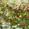 Buckingham Thornless Tayberry Plants 2 Buckingham Thornless Tayberry Plants -Soft Fruit Paradise FRU0001 1