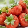 Sonata Strawberry Plants -Soft Fruit Paradise FRU0003 1