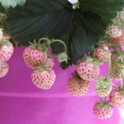 Pineberry Strawberry Plants 7 Pineberry Strawberry Plants -Soft Fruit Paradise FRU0004 3