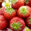 Honeoye Strawberry Plants -Soft Fruit Paradise FRU0008 1