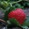 Elsanta Strawberry Plants -Soft Fruit Paradise FRU0016 1