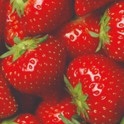 All Season Strawberry Plants Collection 7 All Season Strawberry Plants Collection -Soft Fruit Paradise FRU0016 3 822048f3 9816 49ae 9867 d1f856148d23