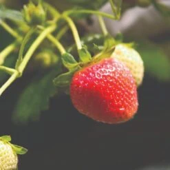 Cambridge Favourite Strawberry Plants 9 Cambridge Favourite Strawberry Plants -Soft Fruit Paradise FRU0018 1