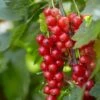 'Red Lake' Redcurrant Bush 2 'Red Lake' Redcurrant Bush -Soft Fruit Paradise FRU0025 1 4c2cf5a3 c0bd 40ae 80d2 2cf2913e0c4d