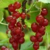 Rovada Redcurrant Bush 1 Rovada Redcurrant Bush -Soft Fruit Paradise FRU0025 4